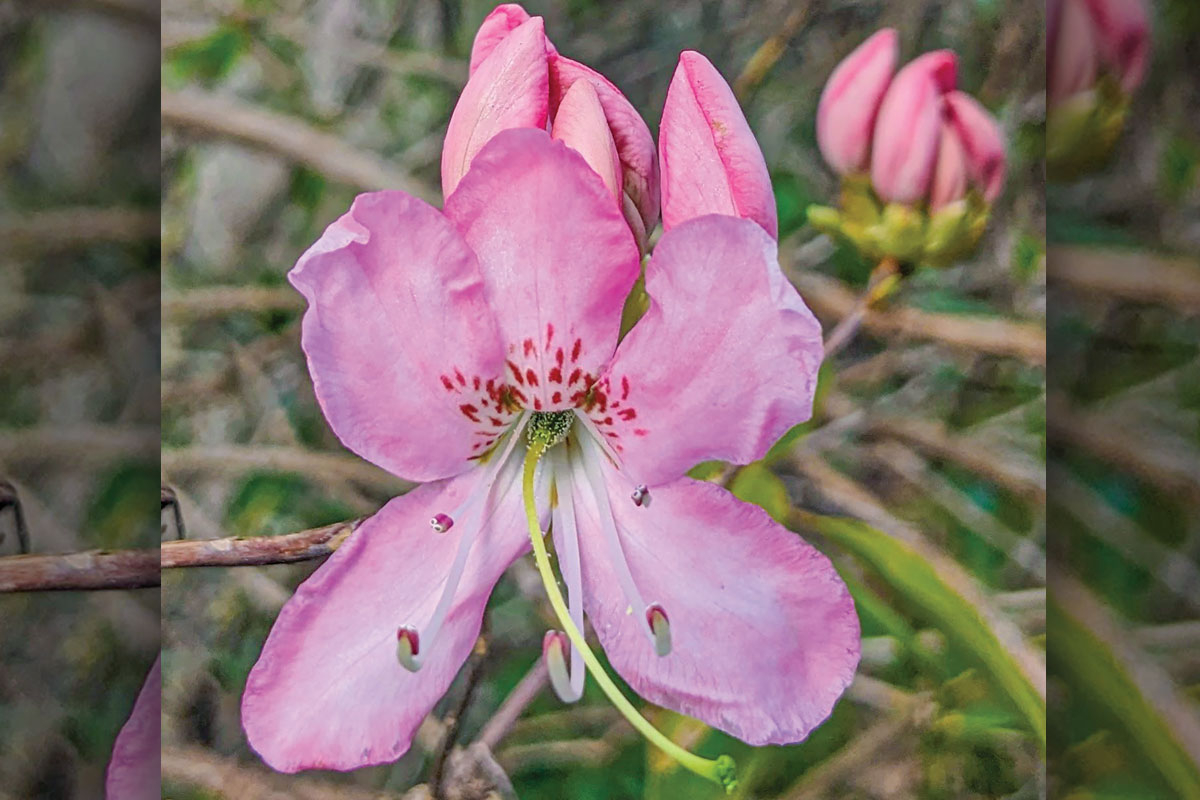Pink azaleas are among many folks’ favorite native plants in Western North Carolina. Adam Bigelow photo