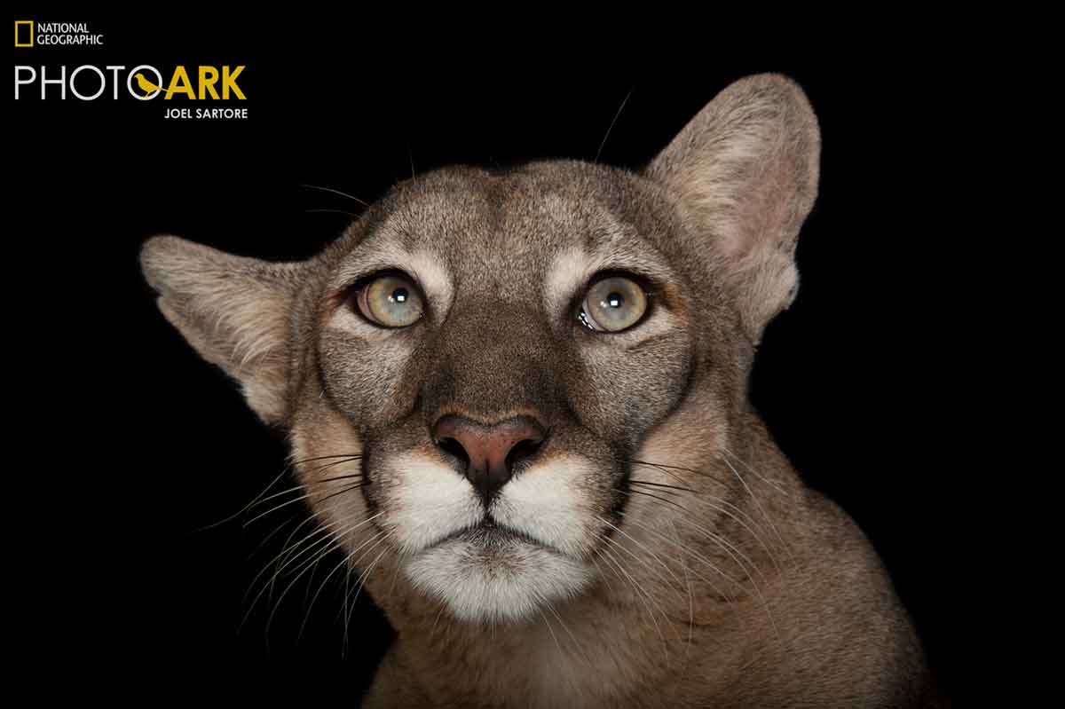 Through National Geographic Photo Ark, people can endangered wildlife the eye