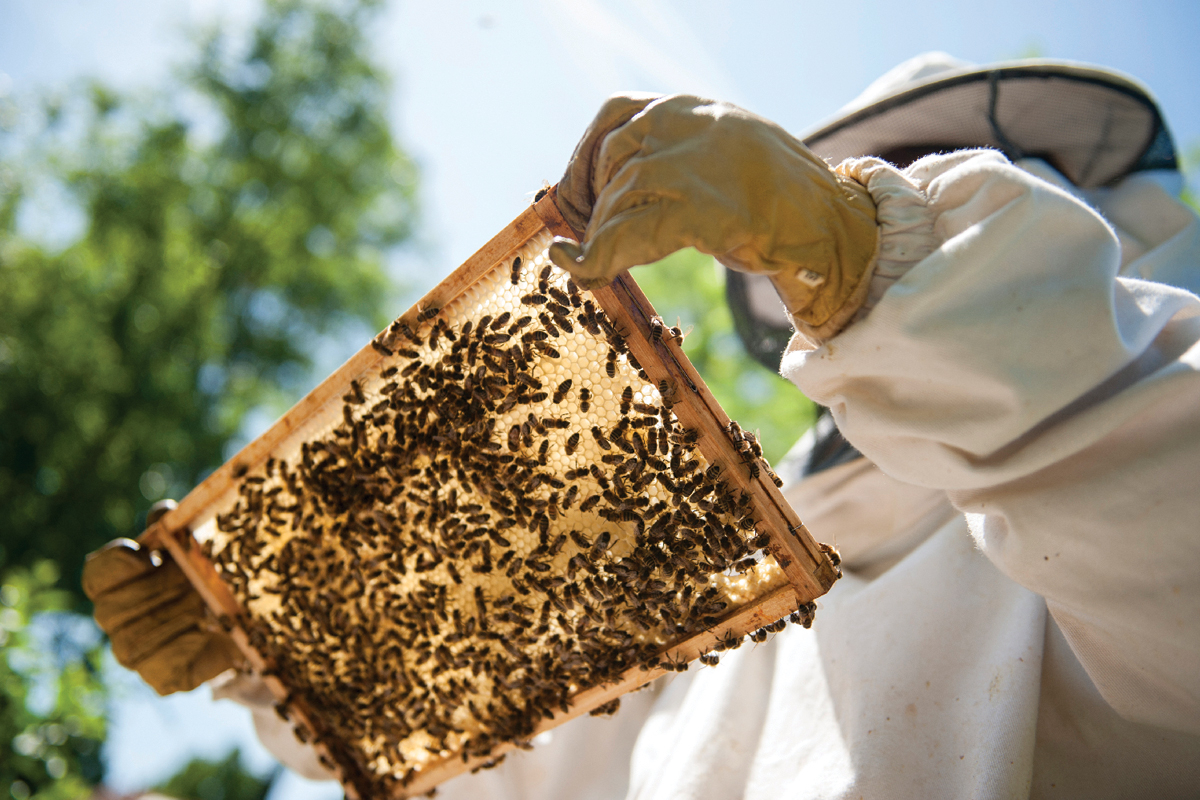 Take a beginner beekeeping class
