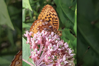 The Joyful Botanist: Weeds are flowers too