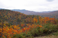 Word from the Smokies: Fall glamping eco-adventure supports biodiversity nonprofit