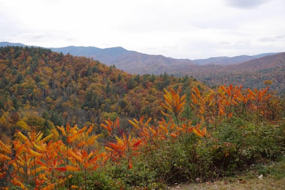 The Smokies’ diversity of tree species and range of elevations makes for exceptionall fall color. Jaimie Matzko photo