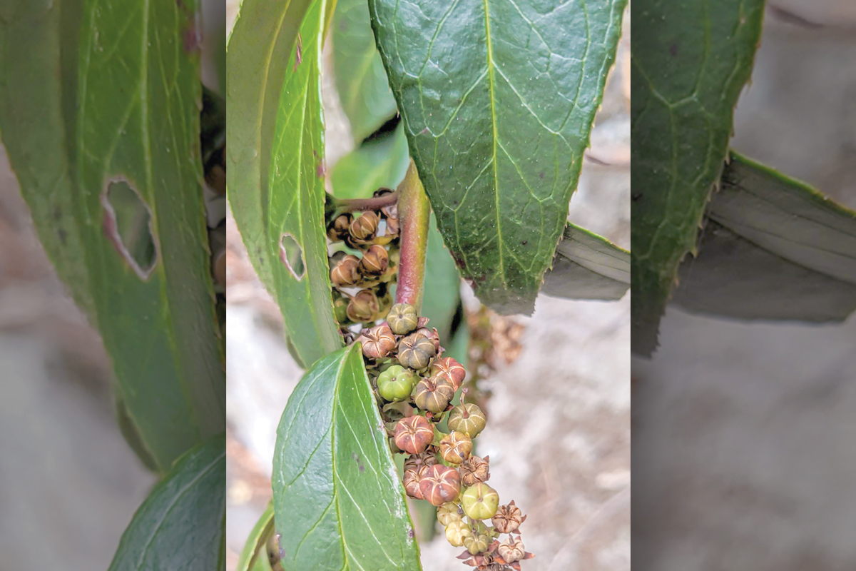 One of the most common evergreen plants you may encounter on a winter’s meander is the doghobble (Leucothoe fontanesiana), which tends to grow in moist, acidic soil near creeks and along trail sides. Adam Bigelow photo