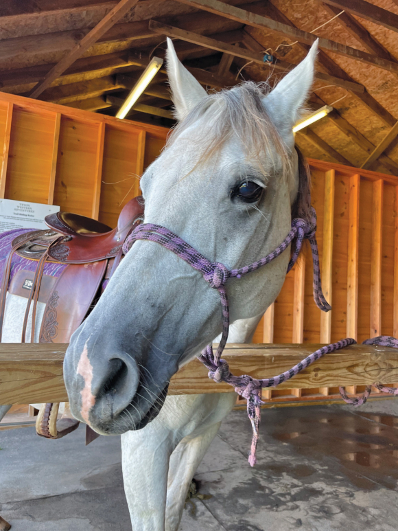 Maggie is a horse at the Tryon Center.  Garret K. Woodward photo