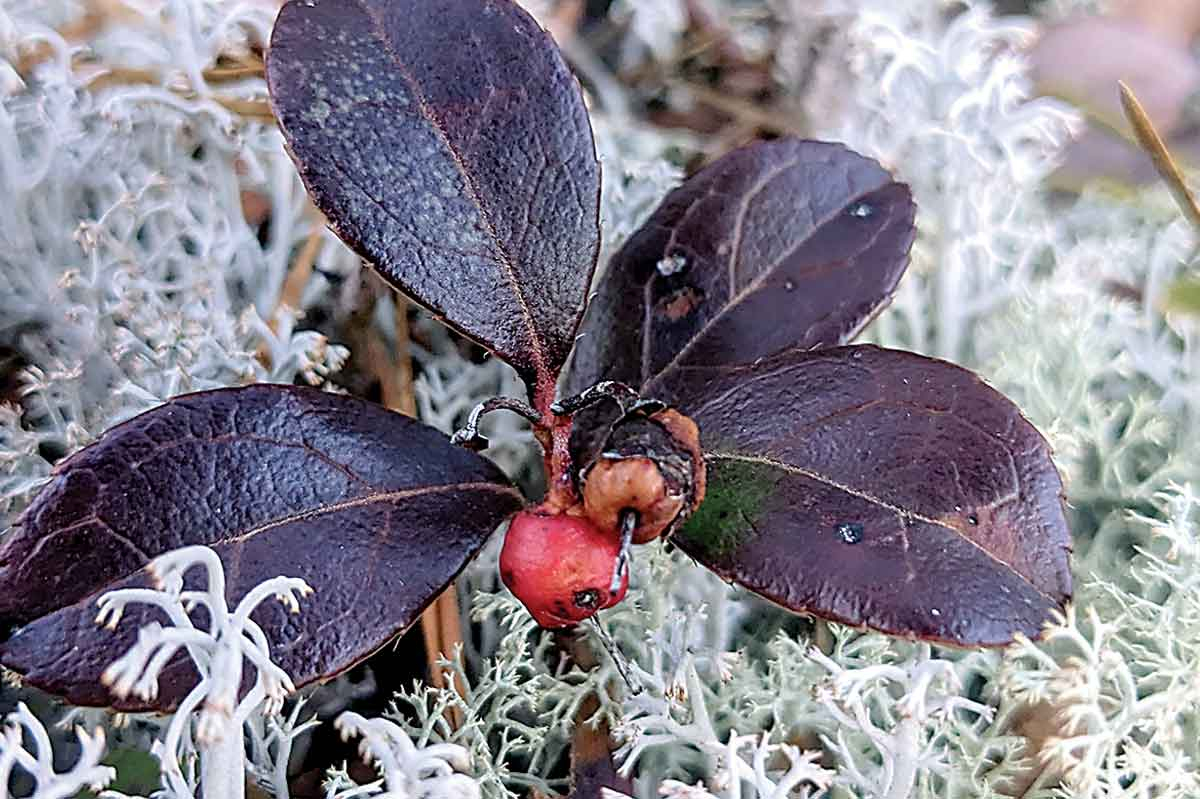 The low-growing wintergreen plant keeps its leaves — and its minty smell — throughout the winter. Adam Bigelow photo