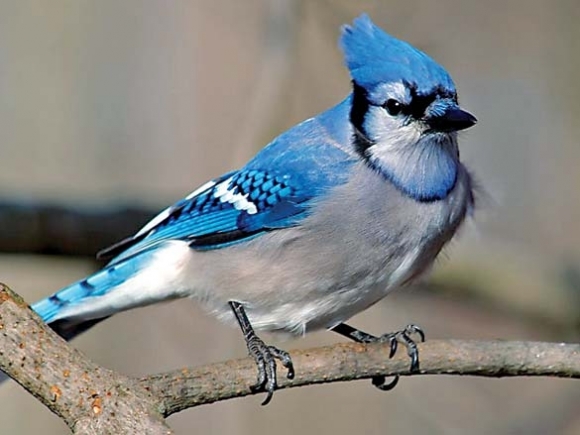 Blue Jays Arouse Mixed Feelings Among Humans