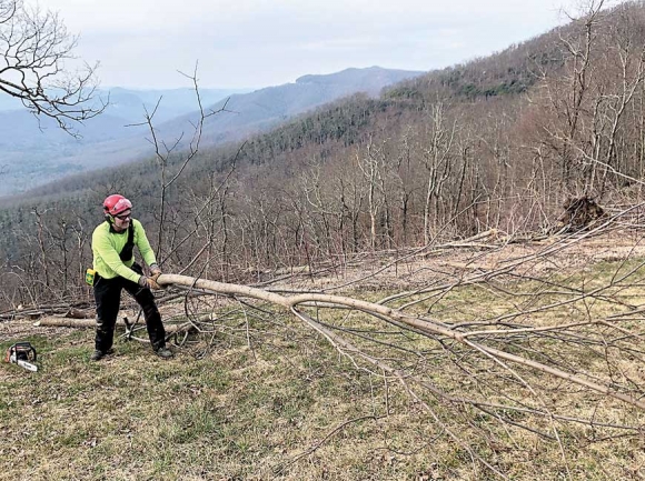 A worker gets busy with tree clearing. Donated photo