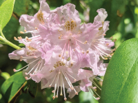 Notes from a plant nerd: Rhododendron, showman of the Southern Apps