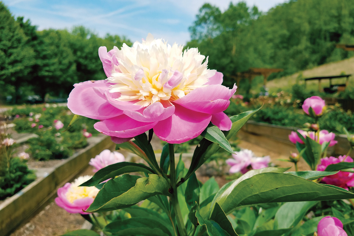 Intersectional Peonies, also known as Itoh peonies, possess attributes that make them highly desirable landscape plants. Donated photo