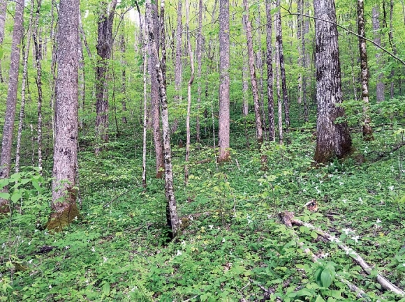 This stand on Chunky Gal Mountain is scheduled for harvest under the Buck Project decision, but groups represented by the Southern Environmental Law Center that like to see it added to the Southern Nantahala Wilderness fear logging would imperil that goal. MountainTrue photo