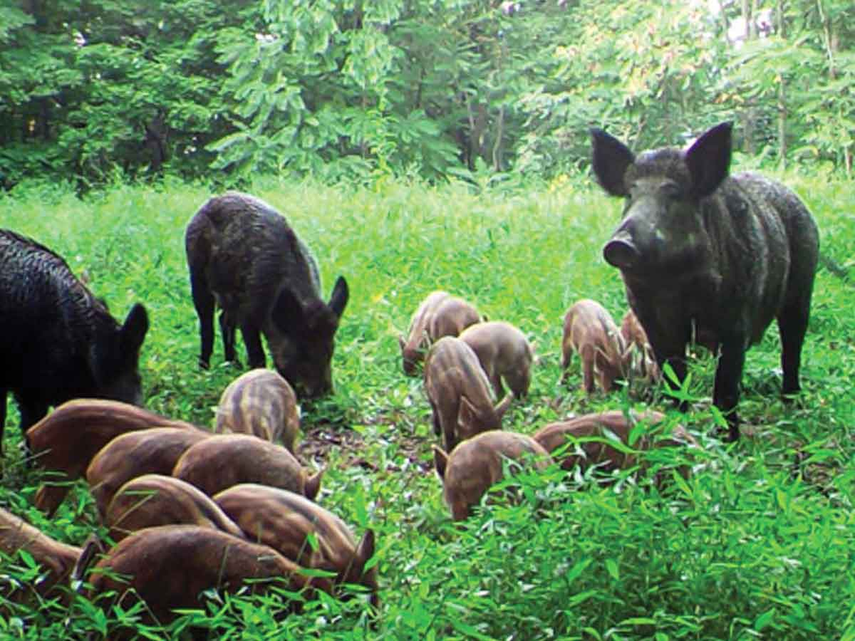 Feral swine live in family groups called “sounders.” USDA photo