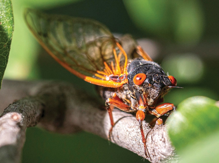 This cicada hatched in 2015 as part of Brood IV. It belongs to the species Magicicada cassinii, which is similar to, but distinct from, the Magicicada septendecim species that occurs in Western North Carolina. Greg Holmes photo