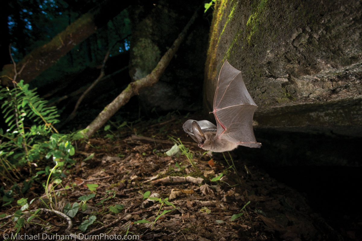 The Virginia big-eared bat is capable  of hovering and swift flight.  Michael Durham/durmphoto.com photo