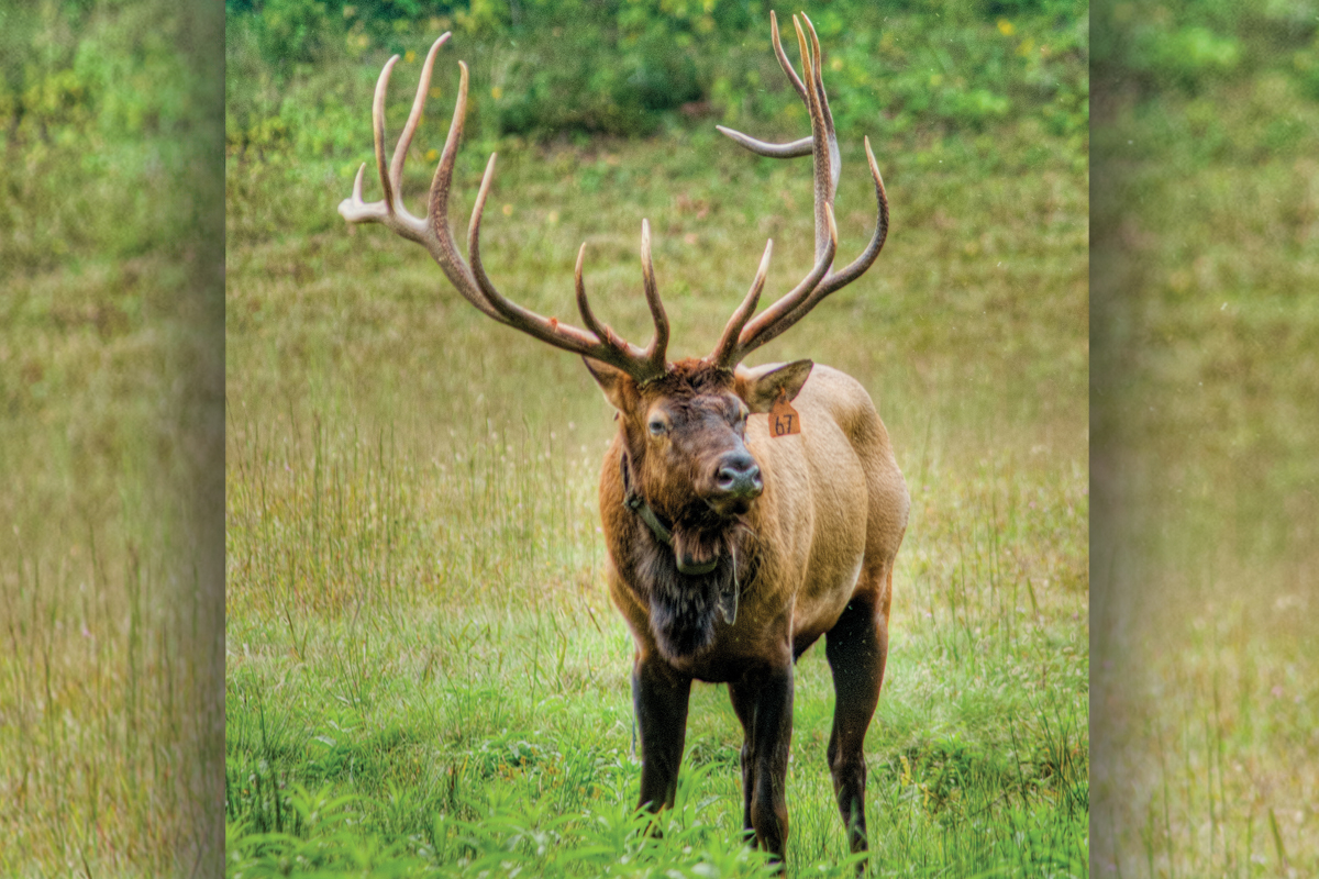 Elk can be more unpredictable and dangerous during the rut. 
