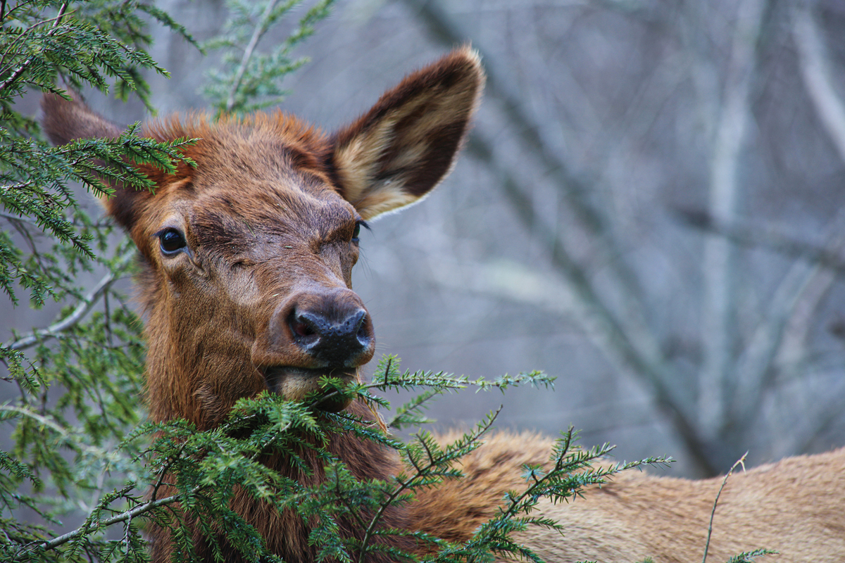 A cow elk moves through a wooded area. According to a recent DNA study, 240 elk were estimated to be living in Western North Carolina as of 2022.  Of those, 178 were female. Paul Stubbs photo