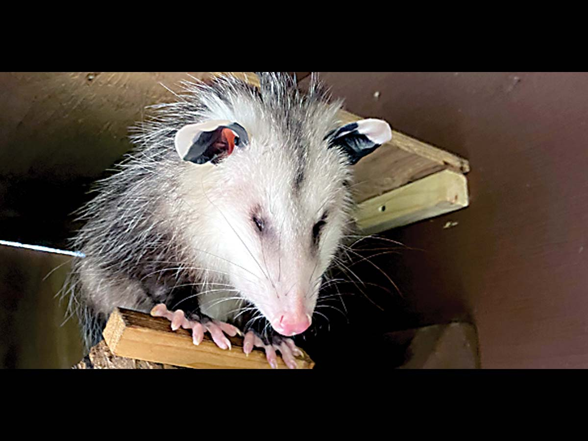 Born without eyes, Oscar the opossum now resides at Chimney Rock State Park. Donated photo