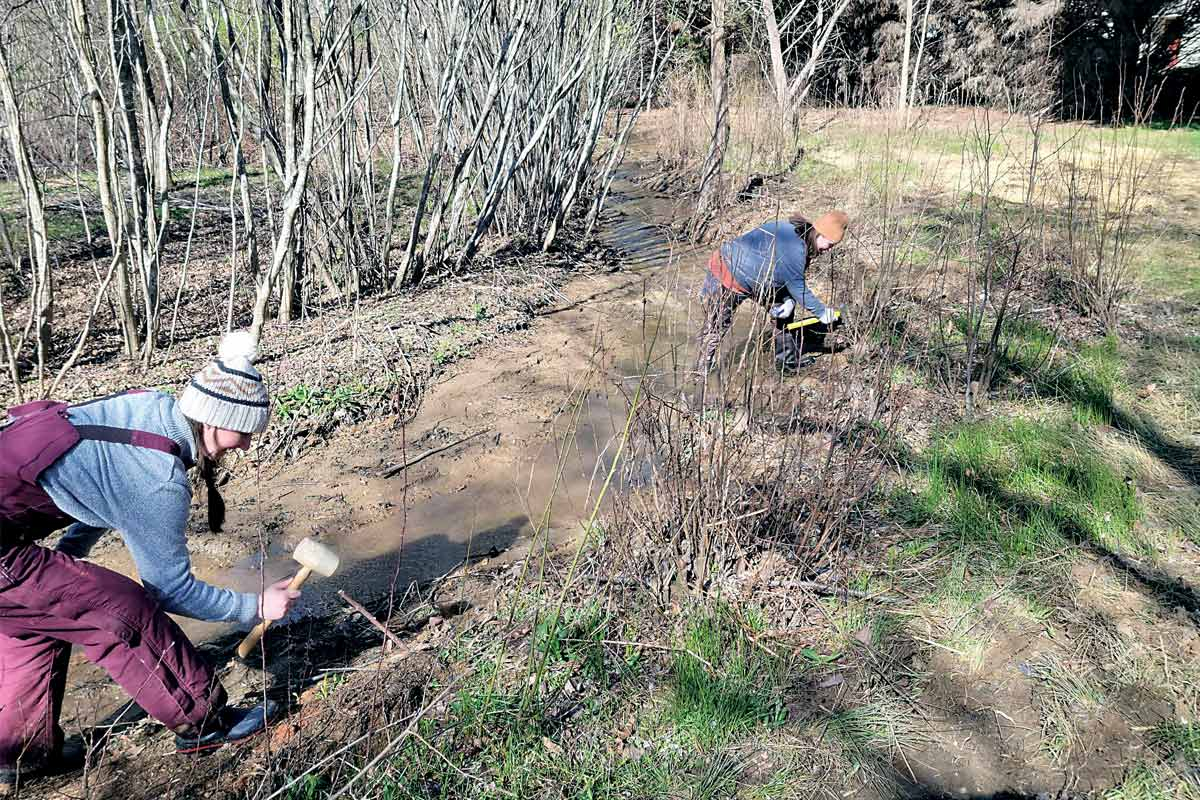 Volunteers pound in live stakes along a riverbank.