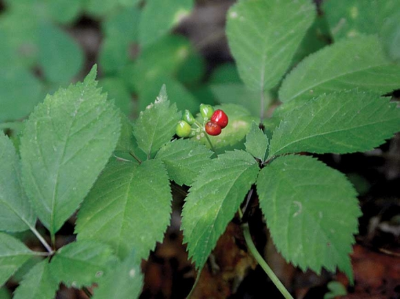Ginseng is prized for its roots, but poaching and irresponsible harvest has caused populations to dwindle. SMN photo