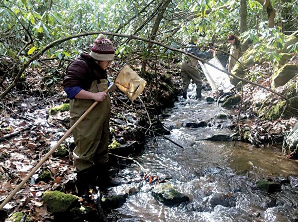 Western Carolina University student Connor Stamey collects stoneflies at Coweeta. The stoneflies will then be analyzed for microplastic content. Donated photo