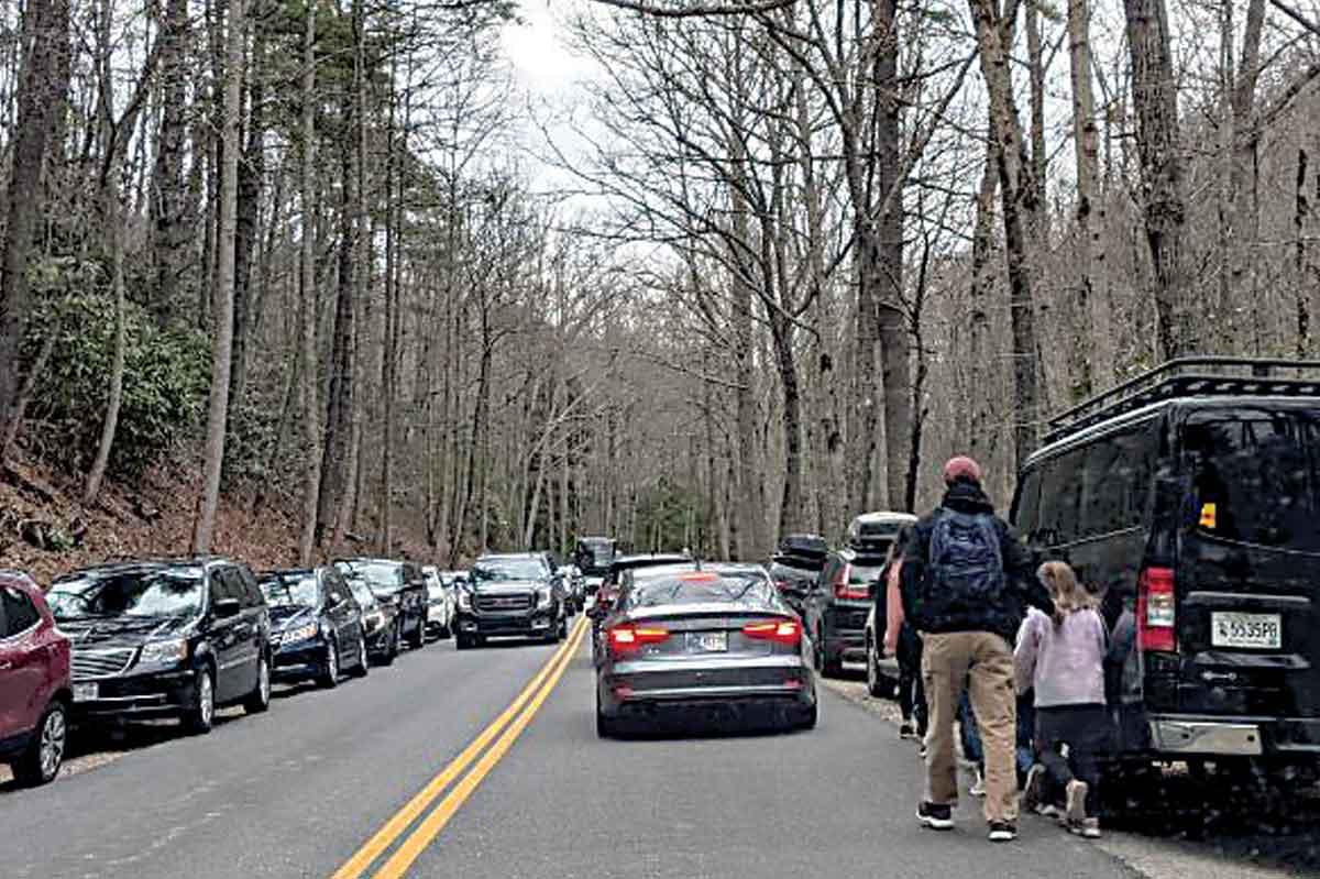 Cars parked along the road near Laurel Falls Trailhead damage the vegetation trying to grow there. NPS photo