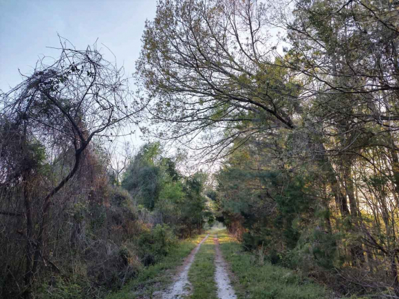 Rural South Carolina. (photo: Garret K. Woodward)