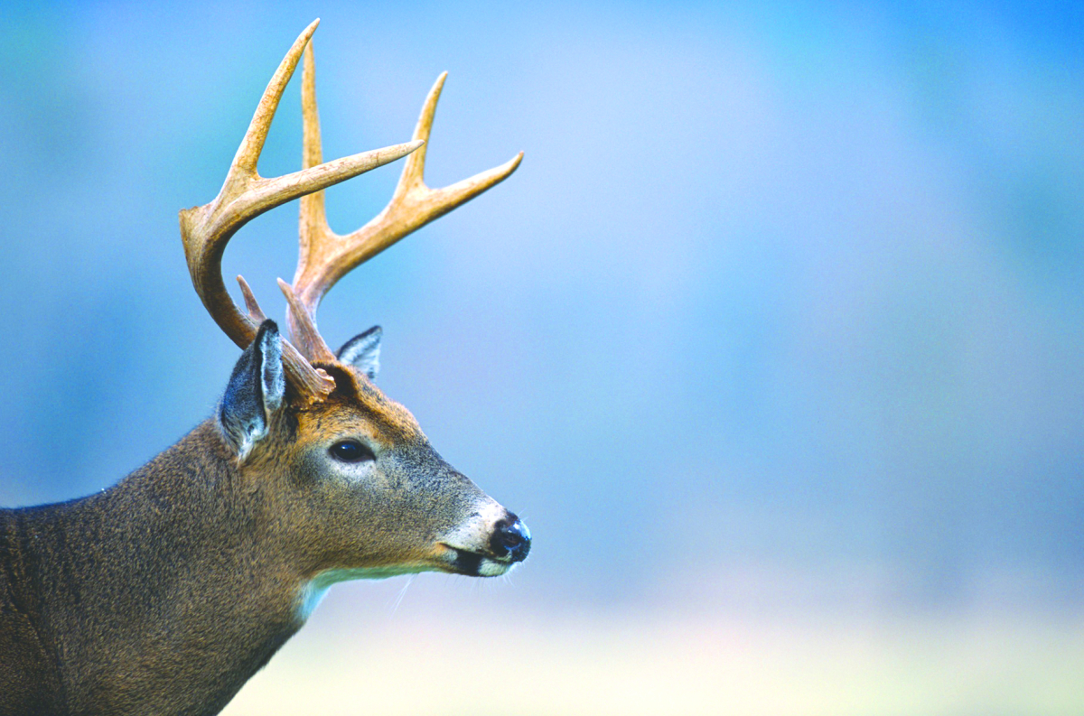 More chronic wasting disease cases recorded