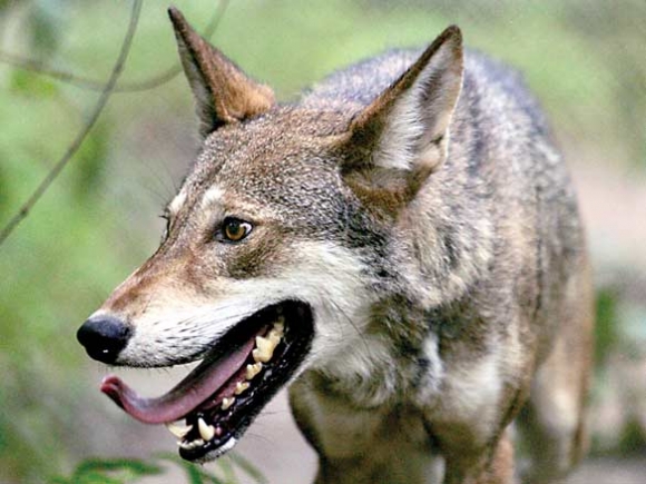 Red wolf reintroduction to cease in southeast N.C.