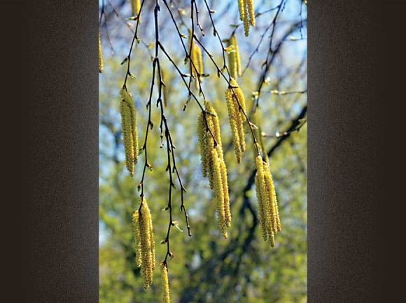 Sweet Birch Catkins. Donated photo