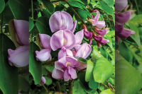 The Joyful Botanist: Bristling with excitement