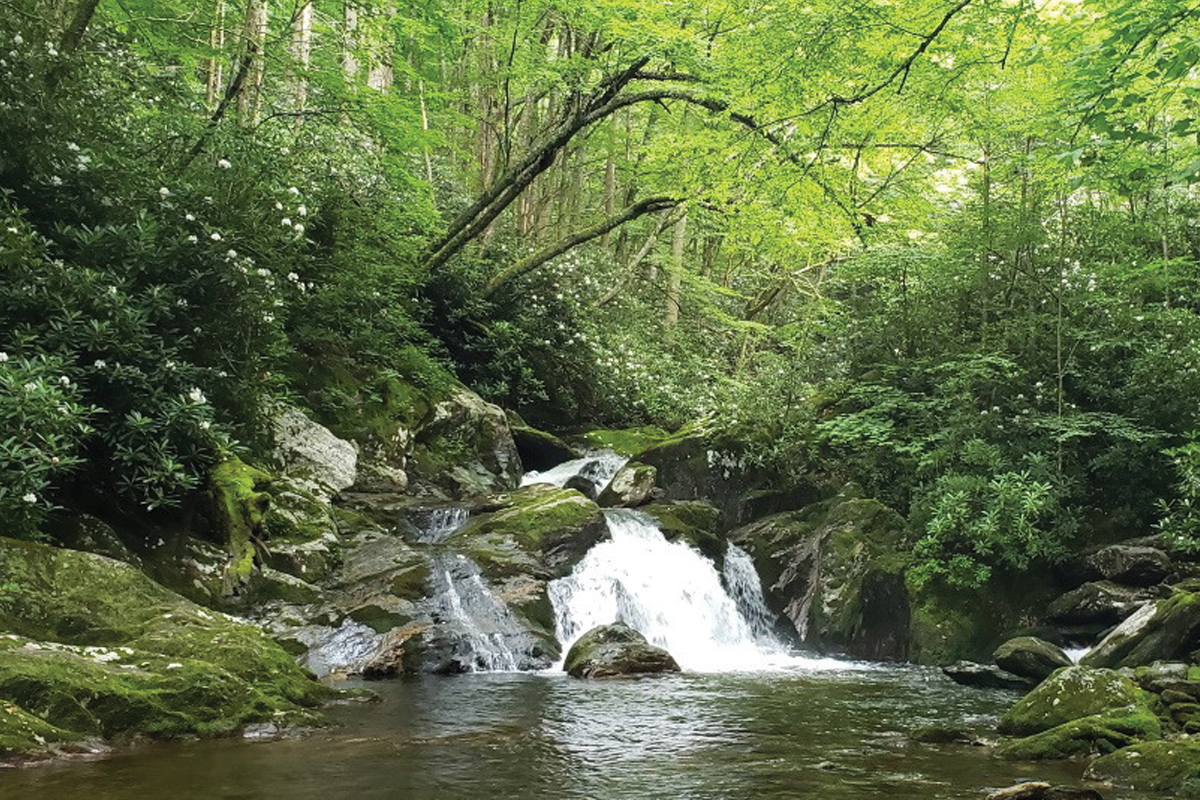 Haywood Waterways hosts tree identification hike
