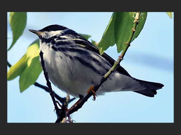 Blackpoll warbler at Beaver Lake. Tim Carstens photo