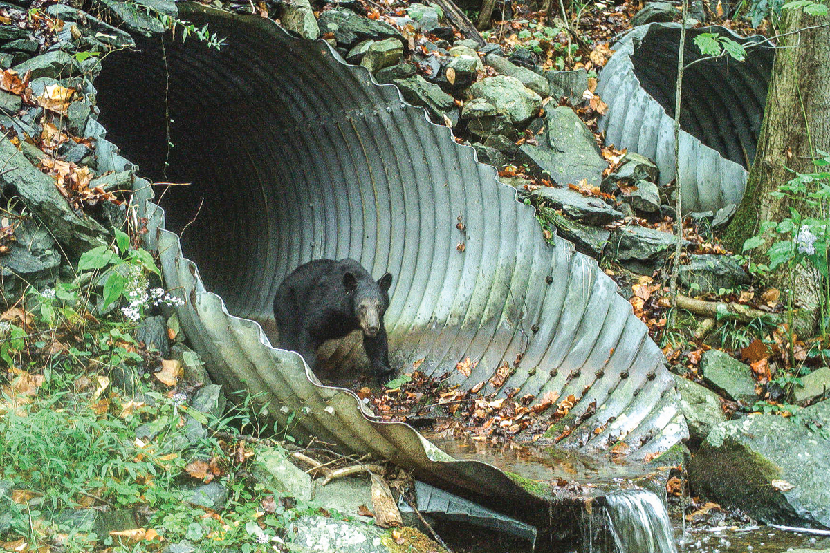 A black bear uses a culvert carrying Groundhog Creek under I-40 to reach the other side of the highway. 