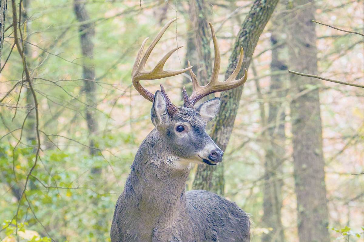 Changes in effect for WNC deer season