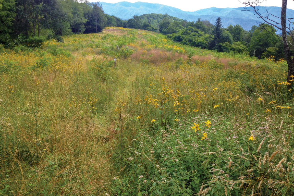 Participants will hike sections of the Mountains-to-Sea Trail, which runs through Pisgah National Forest. 