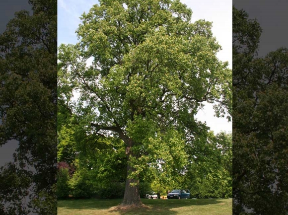 Yellow poplar.