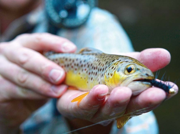 Delayed Harvest waters to close for trout fishing