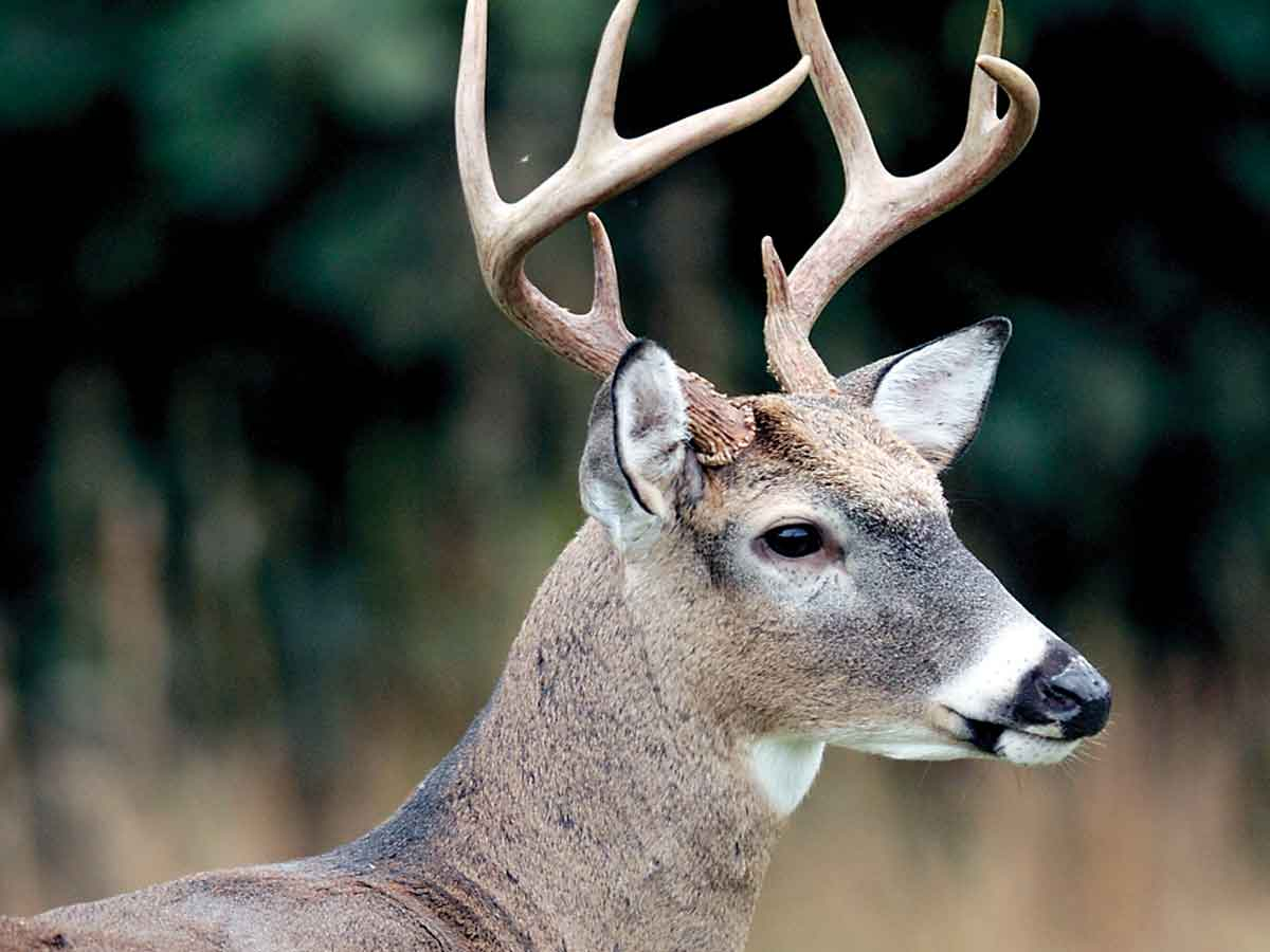 Rules aim to prevent deer disease spread
