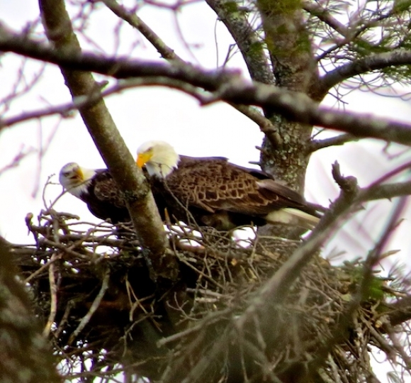 A pair of bald eagles at their Lake Junaluska nest Jan. 30 doing more housekeeping. Don Hendershot photo