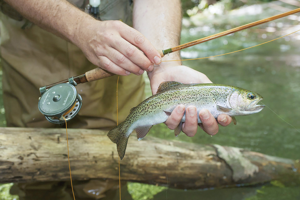Delayed harvest trout season begins Oct. 1