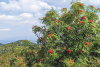 The Joyful Botanist: Rowan on a mountain