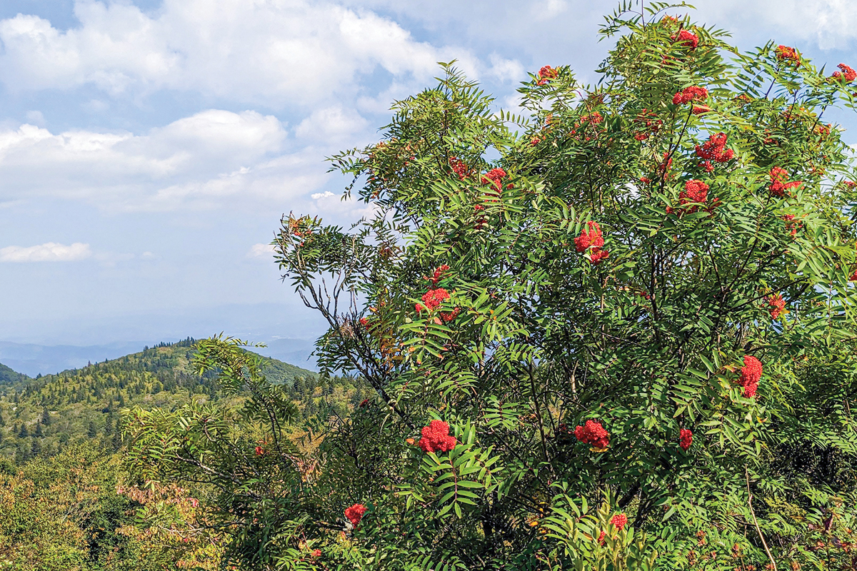 Most prefer to use the more common of its common names, mountain-ash, to describe this small tree. Adam Bigelow photo