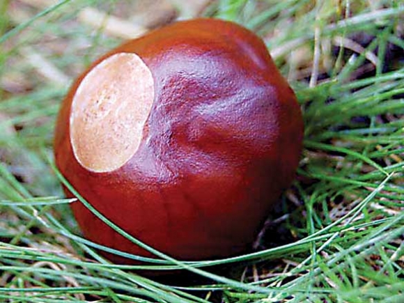 Buckeyes both a good luck charm and a poison