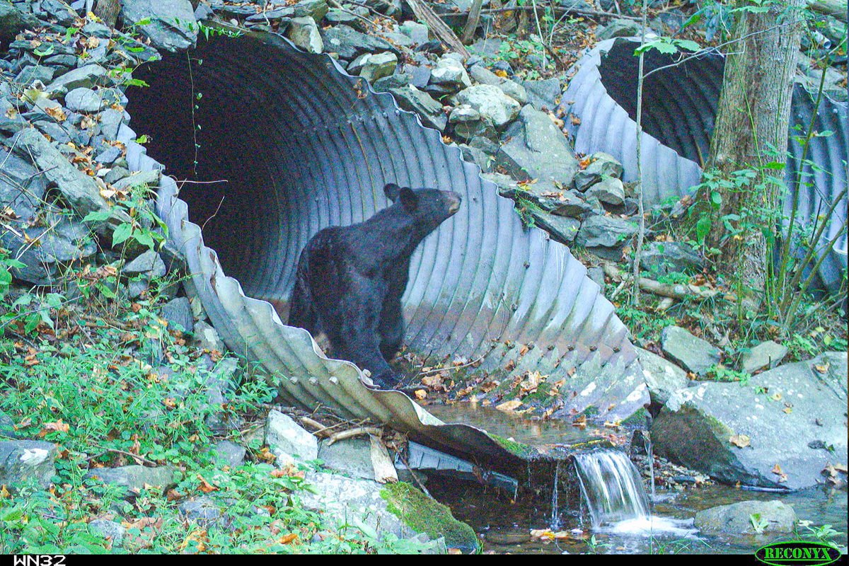 In an image captured during a 2018–2021 research project, a black bear uses a culvert to safely cross I-26 above. As rebuilding begins, Safe Passage hopes new culverts will be designed with their usefulness to wildlife in mind. National Parks Conservation Association, Wildlands Network photo 