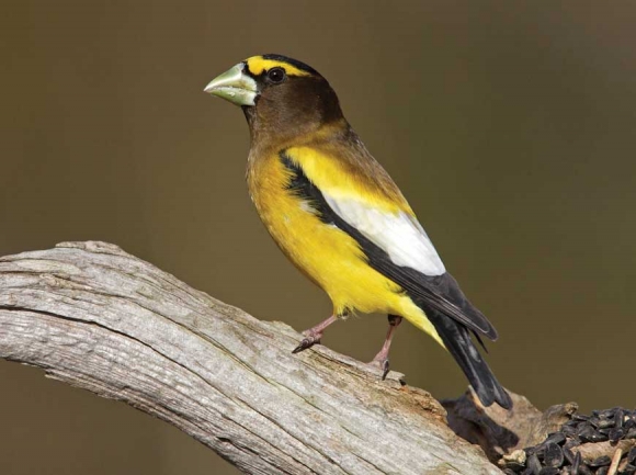 Evening Grosbeak. National Audubon Society photo