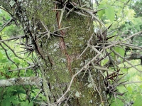 Secret keychain in locust tree
