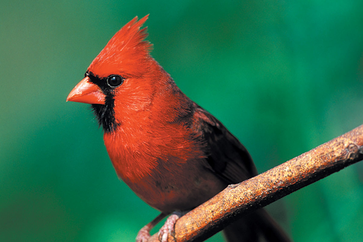 Join Franklin Bird club for Macon County walks