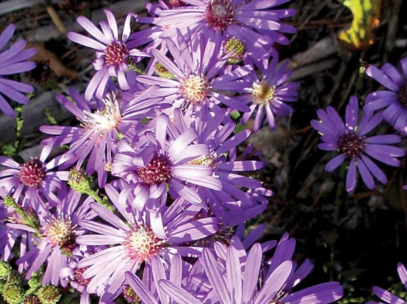 The Naturalist&#039;s Corner: Aster-risk*