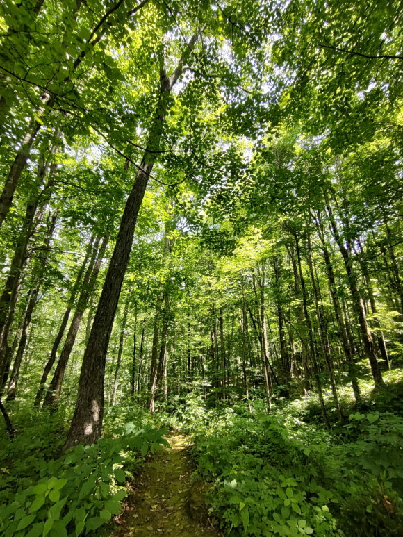 The backwoods of Haywood County on a lazy Sunday.