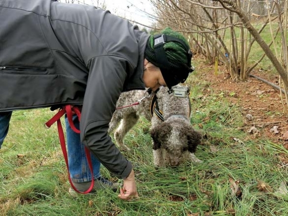 Resurrecting the truffle: Researchers look to learn about cultivation potential in N.C.
