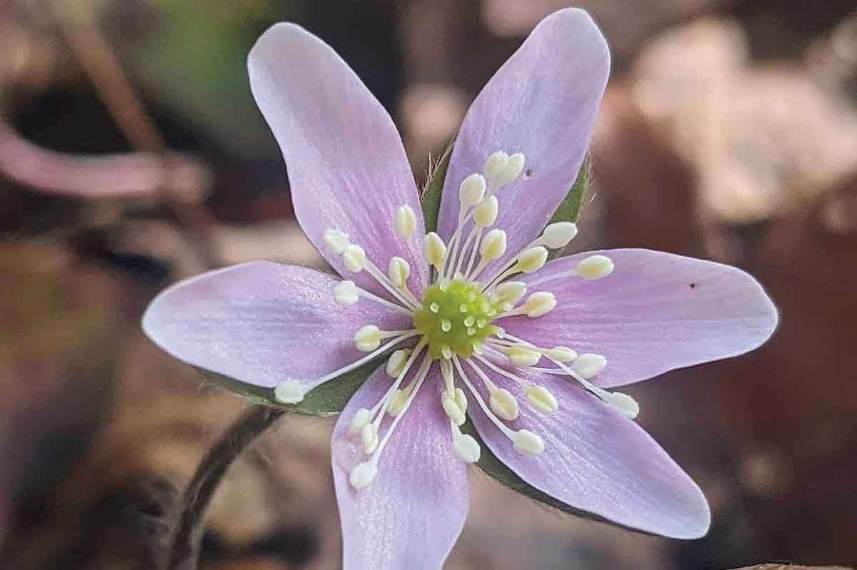 The leaves of the hepatica are visible all year long, and their flowers are some of the first to bloom in spring. Adam Bigelow photo